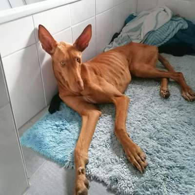 Hundetreffen-Treffen für rennsemmeln