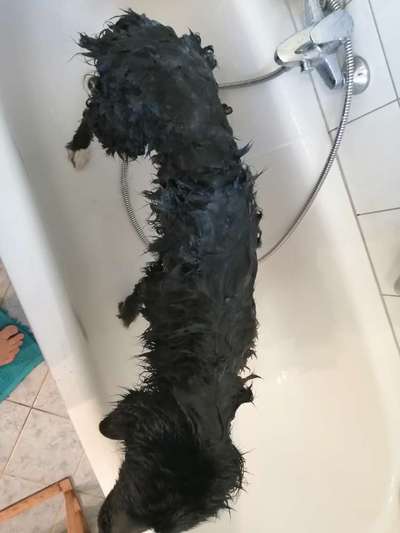 Hund zu dünn-Beitrag-Bild