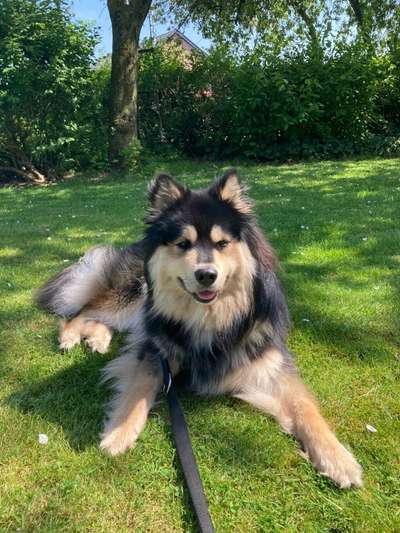 Finnischer Lapphund-Beitrag-Bild