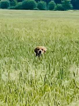 Wo sind die Golden Retriever Liebhaber?-Beitrag-Bild