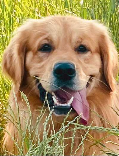 Wo sind die Golden Retriever Liebhaber?-Beitrag-Bild