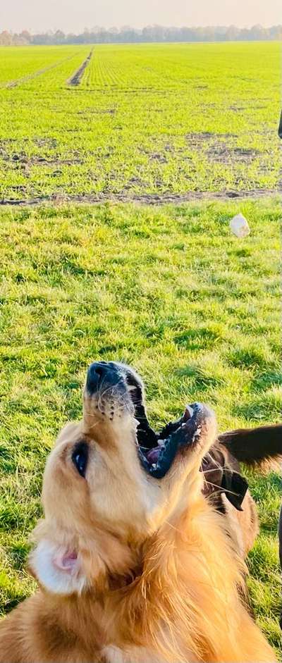 Dogorama Photo Challenge - Mäulchen auf-Beitrag-Bild