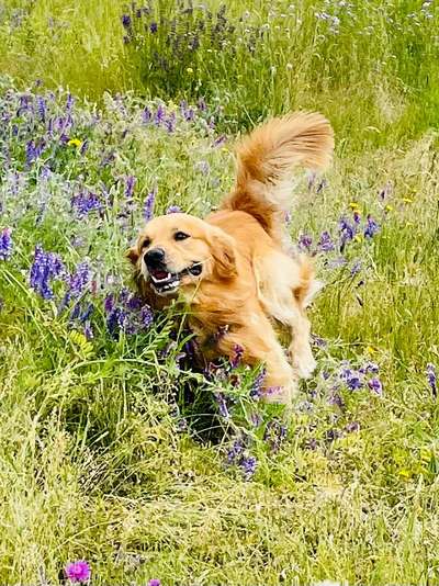 Wo sind die Golden Retriever Liebhaber?-Beitrag-Bild