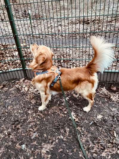 Wo sind die Golden Retriever Liebhaber?-Beitrag-Bild