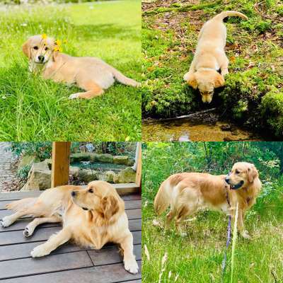 Wo sind die Golden Retriever Liebhaber?-Beitrag-Bild