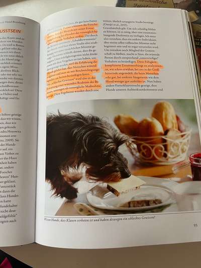 Diebische Elster...Essen klauen....wie damit umgehen?-Beitrag-Bild