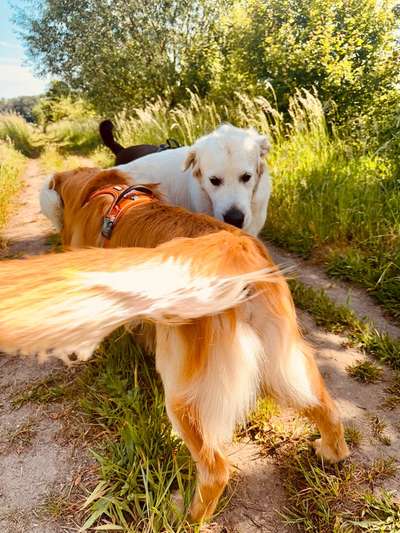 Hinlegen bei jeder Hundebegegnung-Beitrag-Bild