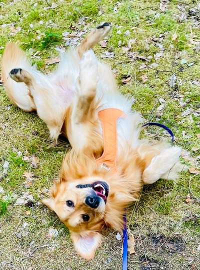 Wo sind die Golden Retriever Liebhaber?-Beitrag-Bild