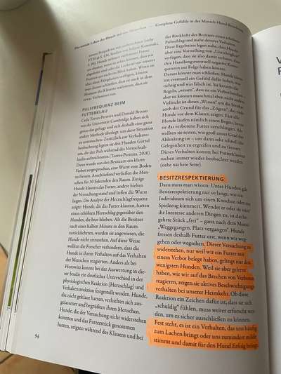 Diebische Elster...Essen klauen....wie damit umgehen?-Beitrag-Bild