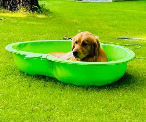 Dauerhafte Überhitzung Hund-Beitrag-Bild