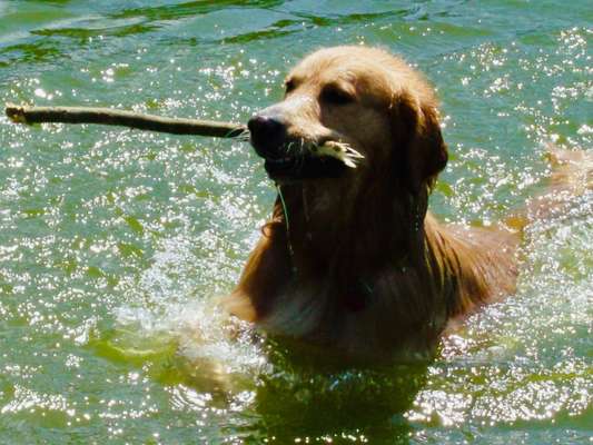 Dogorama Photo Challenge - Apportieren-Beitrag-Bild