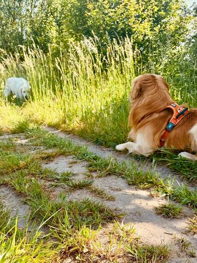 Hinlegen bei jeder Hundebegegnung-Beitrag-Bild