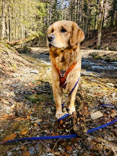 Hund streikt-Beitrag-Bild