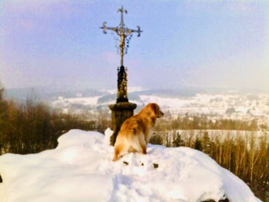 Dogorama Photo Challenge - schönster Gassiausblick-Beitrag-Bild