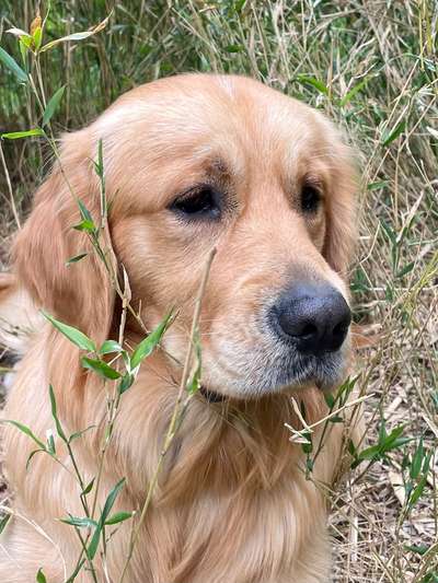 5. Hund im hohen Gras-Beitrag-Bild
