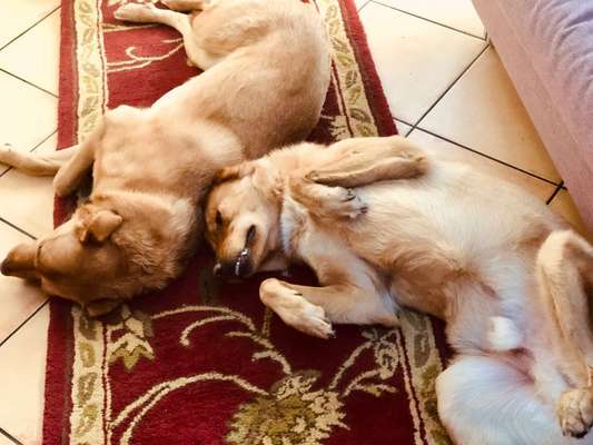 Foto Challenge 103    Hundefreundschaften-Beitrag-Bild