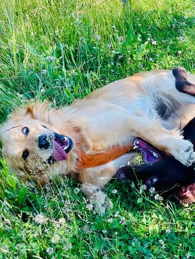Wo sind die Golden Retriever Liebhaber?-Beitrag-Bild