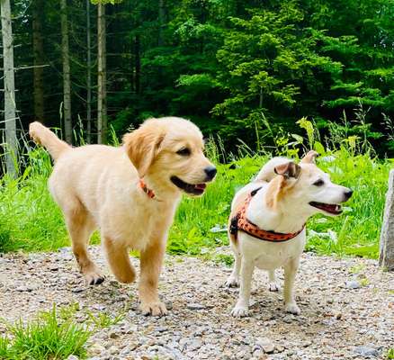 Foto Challenge 103    Hundefreundschaften-Beitrag-Bild