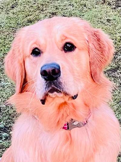 Wo sind die Golden Retriever Liebhaber?-Beitrag-Bild