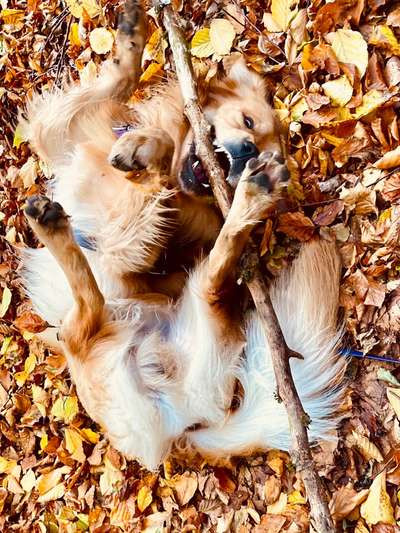 Dogorama Photo Challenge - Spielgesicht-Beitrag-Bild