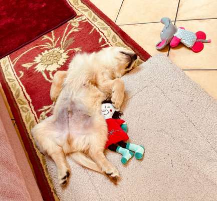 Dogorama Photo Challenge - Zeit ins Bett zu gehen-Beitrag-Bild