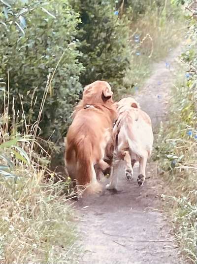 Wo sind die Golden Retriever Liebhaber?-Beitrag-Bild