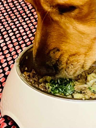 Zeigt her Eure Futternäpfe-Beitrag-Bild