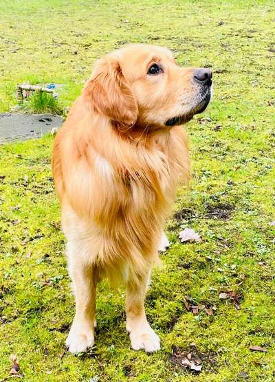 Wo sind die Golden Retriever Liebhaber?-Beitrag-Bild