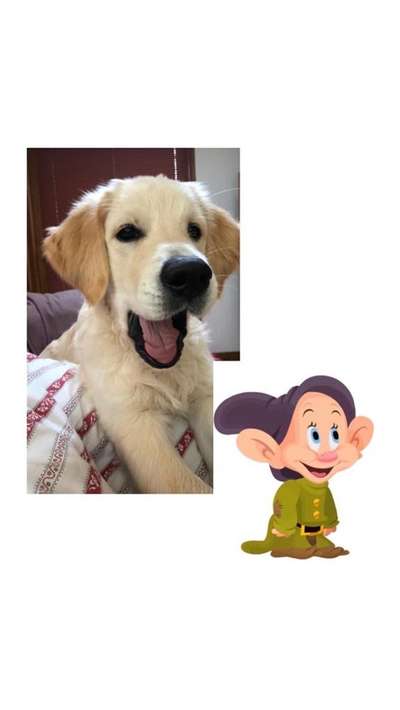 Dogorama Photo Challenge - Spielgesicht-Beitrag-Bild