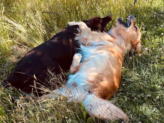 Kommentkampf unter Rüden-Beitrag-Bild