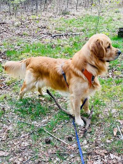 Golden Retriever-Beitrag-Bild