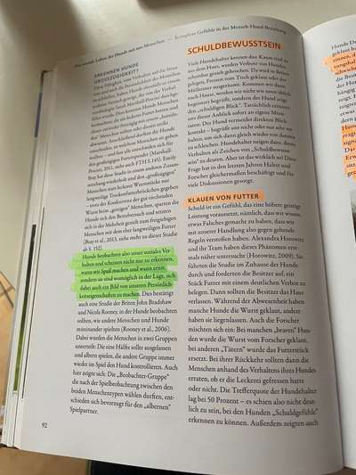 Diebische Elster...Essen klauen....wie damit umgehen?-Beitrag-Bild