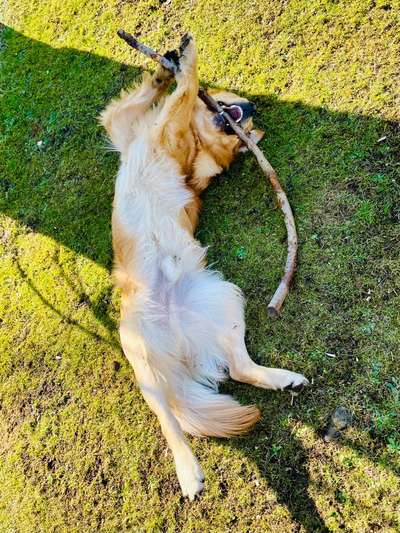 Dogorama Photo Challenge - Mein Holz und ich-Beitrag-Bild