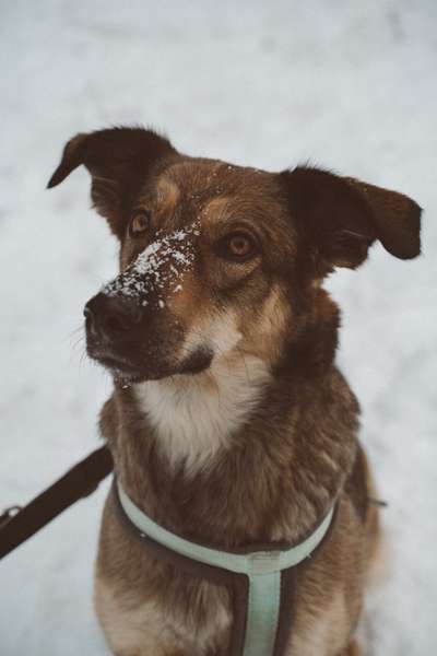 Hundetreffen-Spieletreff in eingezäuntem Gelände-Bild