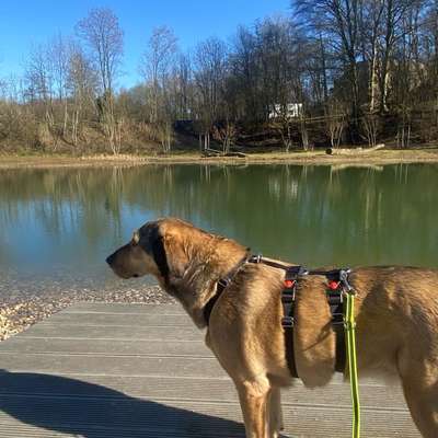 Hundetreffen-Gassi- oder Übungsrunden-Bild