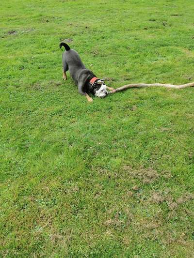 Olde English Bulldogge-Beitrag-Bild