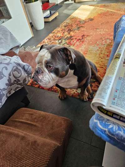 Olde English Bulldogge-Beitrag-Bild