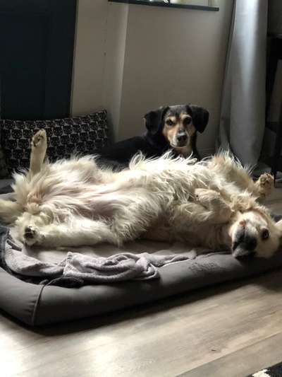 BIG LOVE :) mit 2 Hunden❣️-Beitrag-Bild