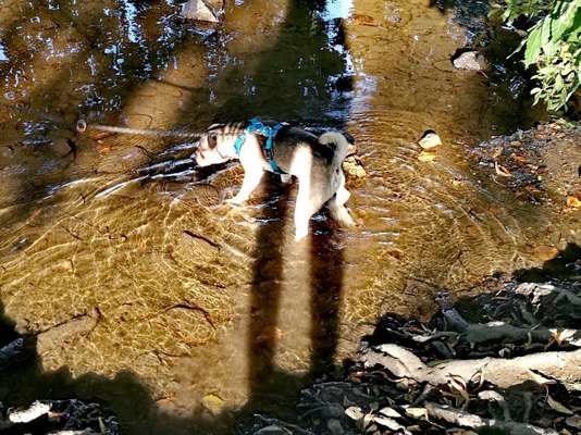 Dogorama-Monats-Challenge-Mai "Wasser"-Beitrag-Bild