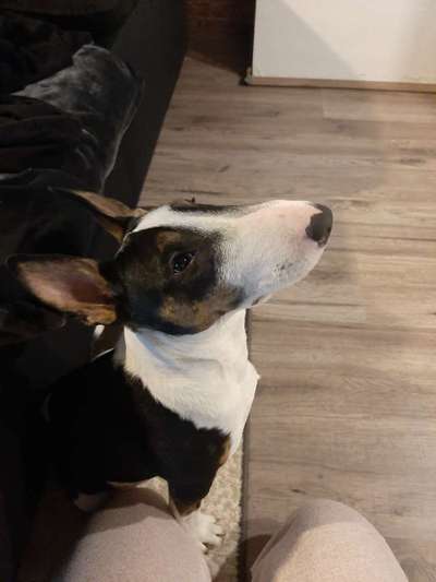 Miniatur Bull Terrier-Beitrag-Bild