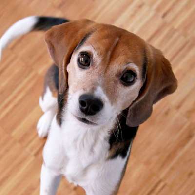 Wo habt ihr eure Hunde her ?-Beitrag-Bild