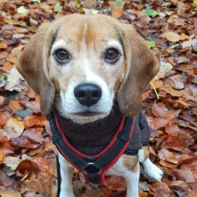 Kleidung für den Labrador?-Beitrag-Bild