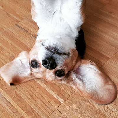 Hobby's mit Hund-Beitrag-Bild