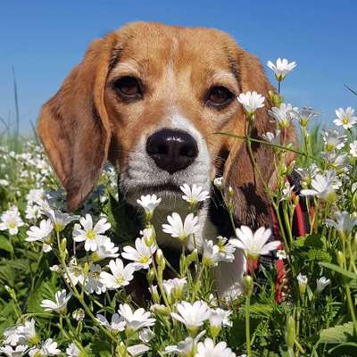 Mantrailing-Beitrag-Bild