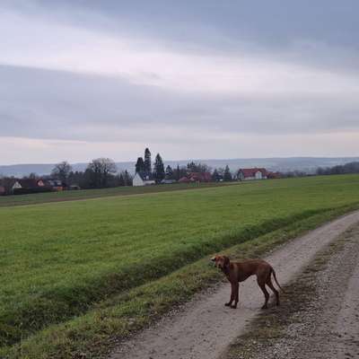 Hundetreffen-Social Walk / Gassi- und Spiel-Runde-Bild