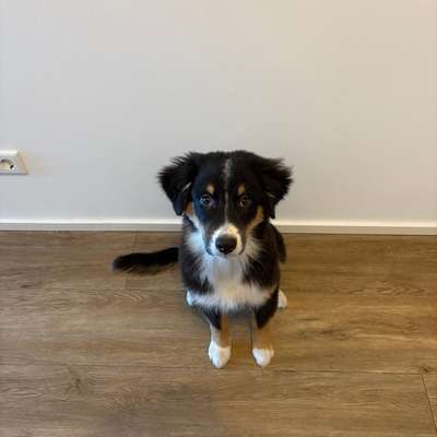 Hundetreffen-Spiel Training und Gassitreffen-Profilbild