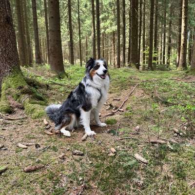 Hundetreffen-Hundebegegnungen trainieren-Bild