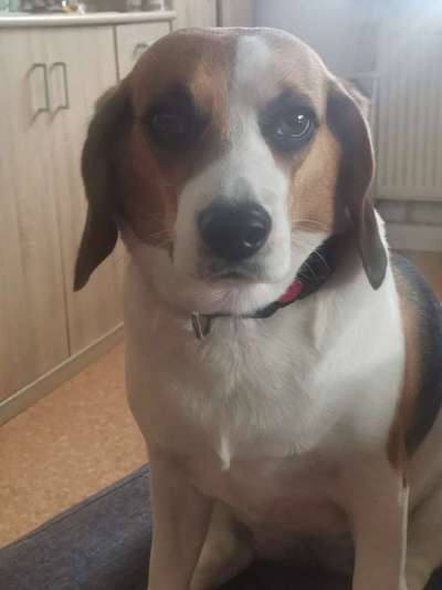 Lieblingsbild von euren Hunden?-Beitrag-Bild