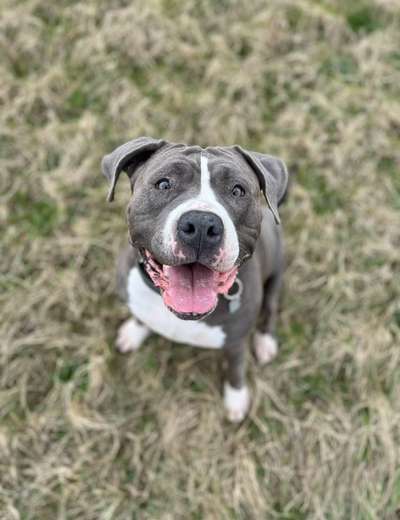 Hautprobleme, geschwollene aufgeplatzte Pfoten, juckende Haut-Beitrag-Bild