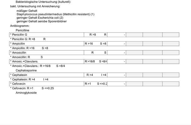 Hautprobleme, geschwollene aufgeplatzte Pfoten, juckende Haut-Beitrag-Bild